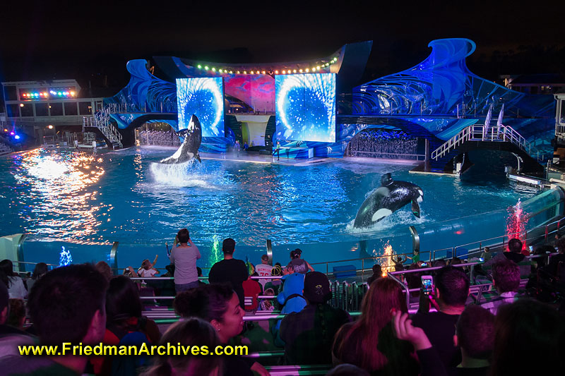 theme park,tourist,vacation,holiday,marine,sea world,seaworld,shamu,killer whale,